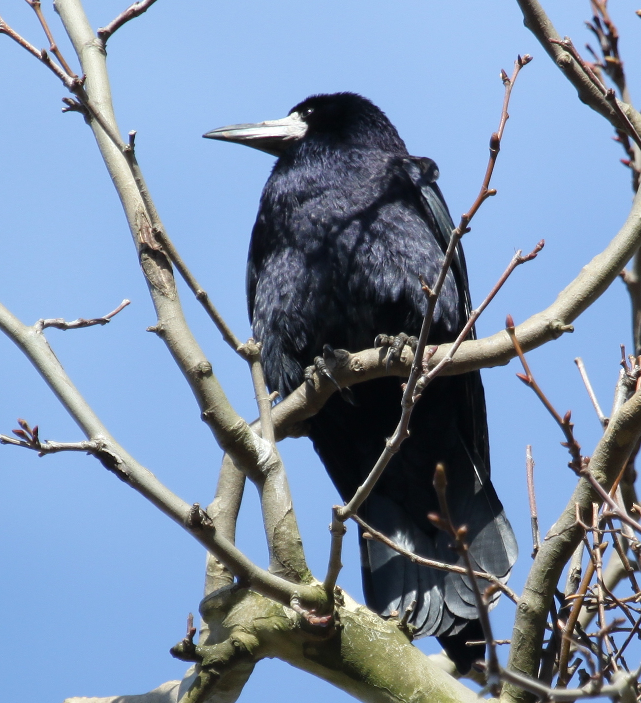 Saatkrahen Eine Plage Natur Und Vogelschutz Liestal